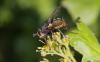 Tachina fera